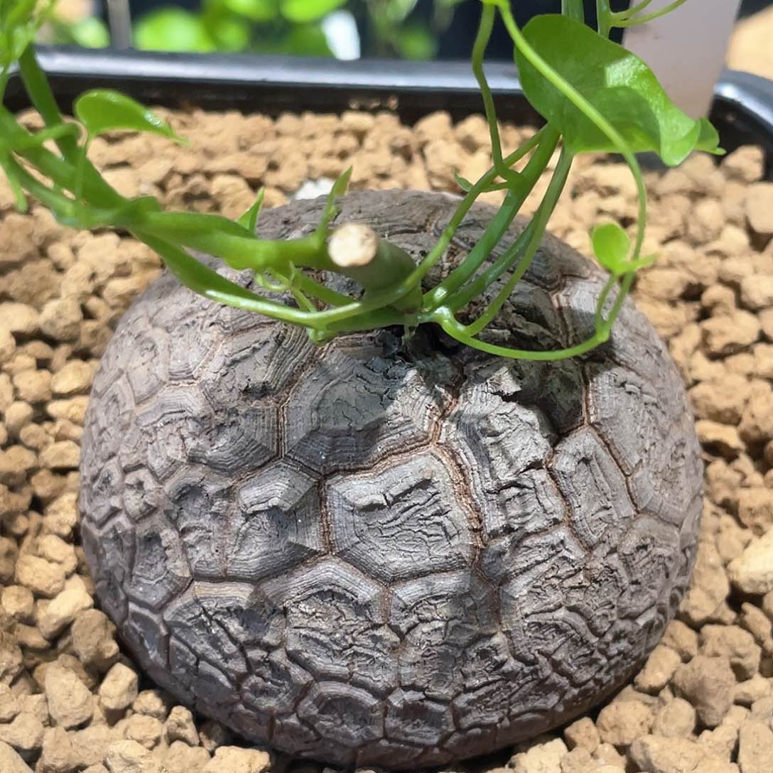 71号龟甲龙6.7公分