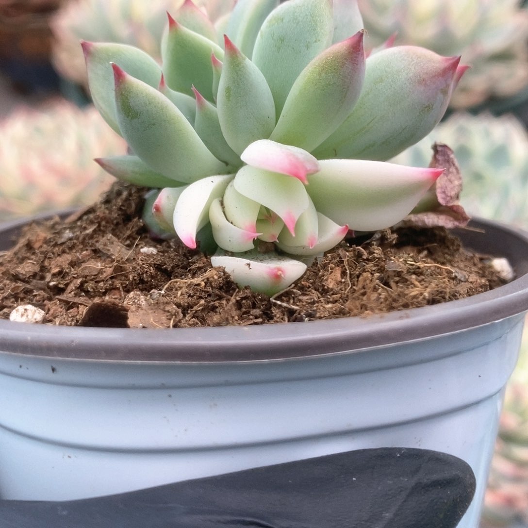 158锦锦锦锦锦锦锦锦