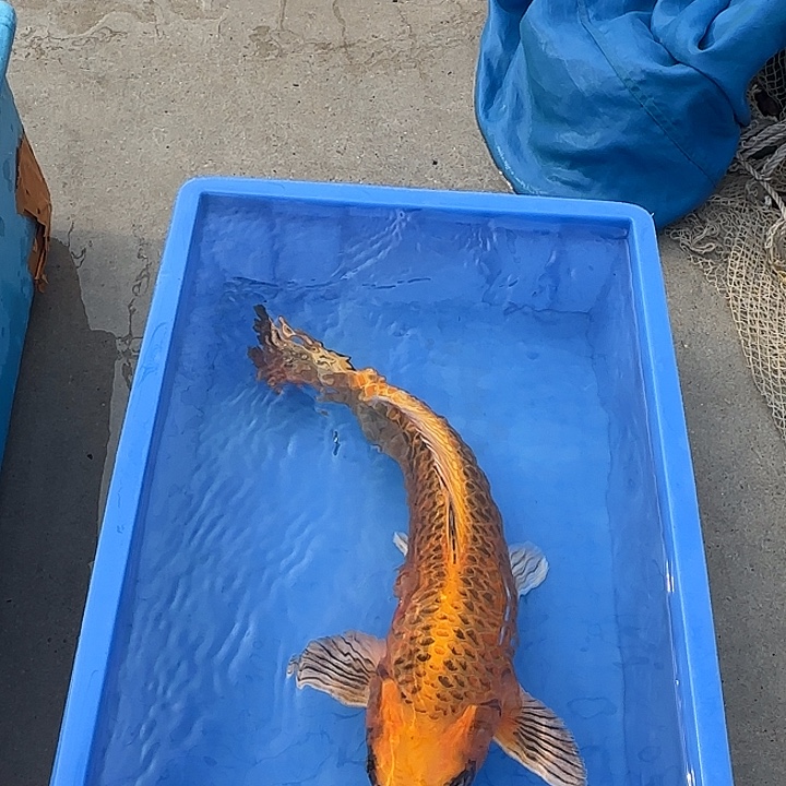 海水鱼赤目芒果金松