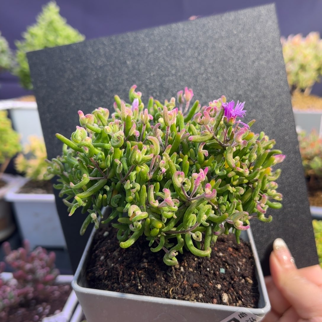 dy0718彩虹卷锦老桩直杆