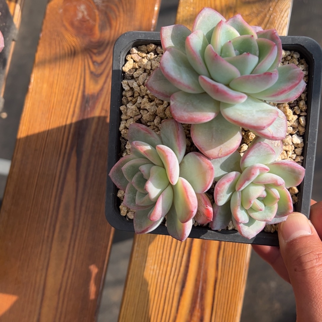 张张精品多肉甄选泡芙