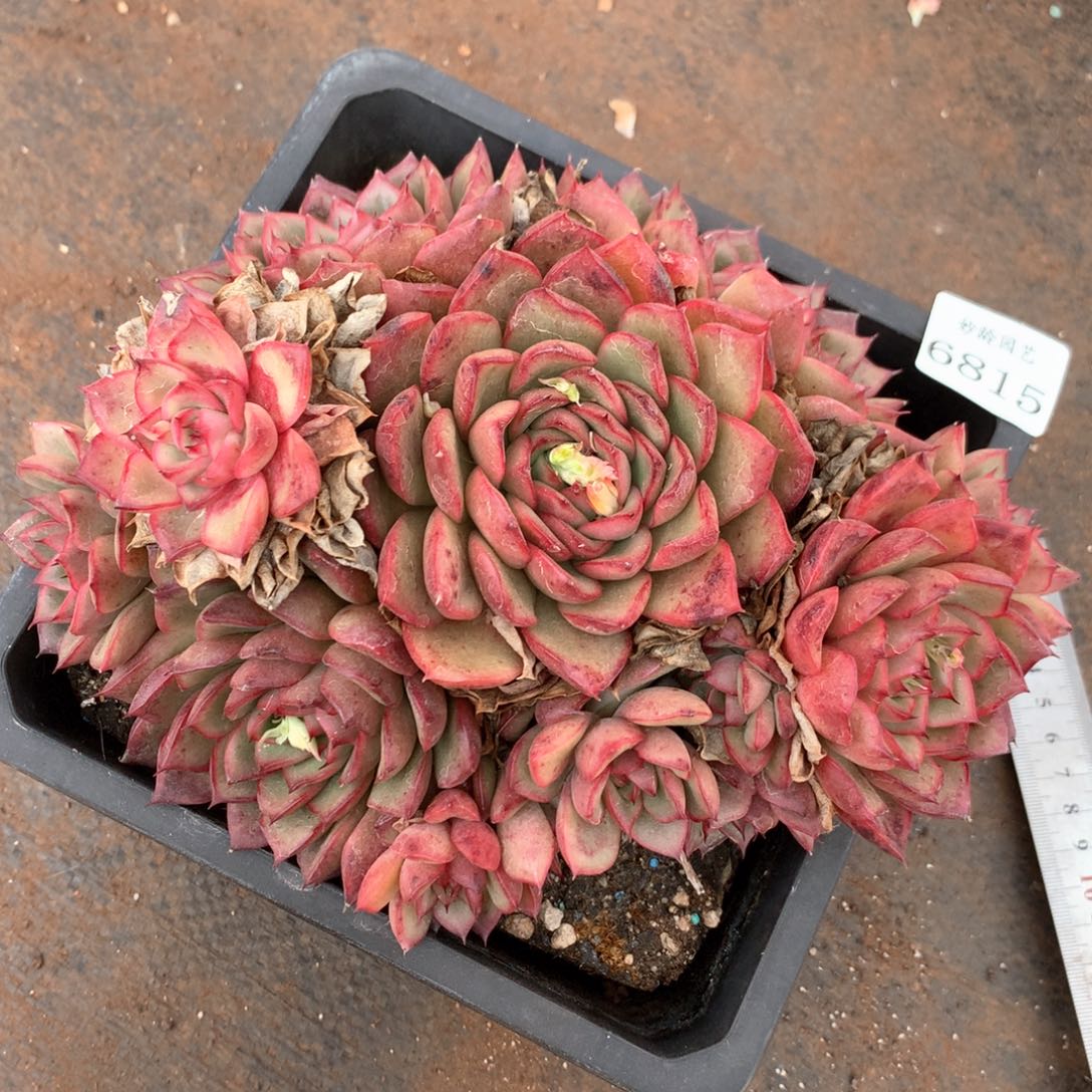 6815杂交多肉植物