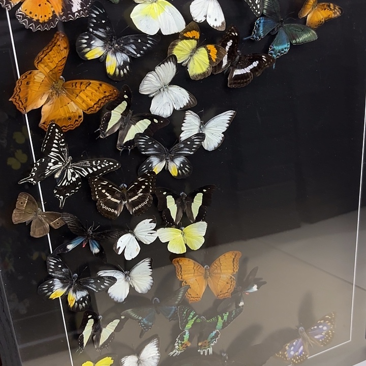 蝴蝶标本定制大框40蝶月牙版