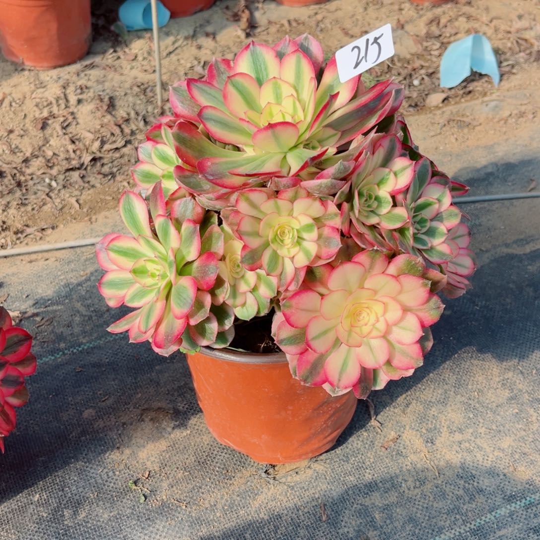 215倾城法师多肉植物