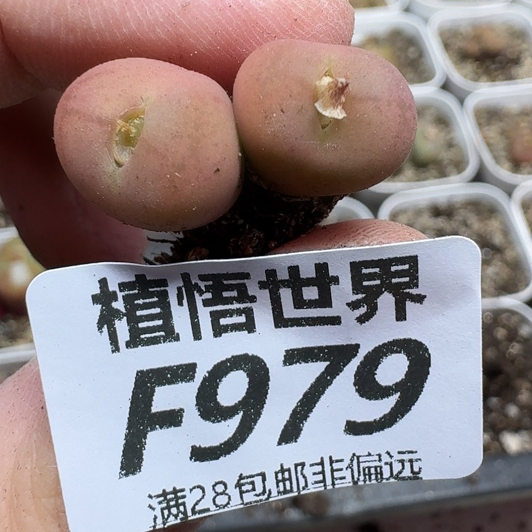 多肉植物的人生fgh