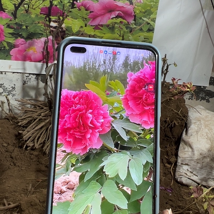 幸***生完全开放珊瑚台111111