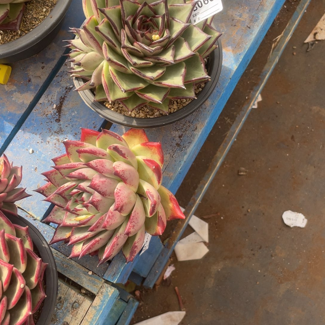 玄***晖无花朵若茹多肉单拍B066