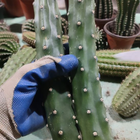 仙人球新袖普侧芽2个打包高度20