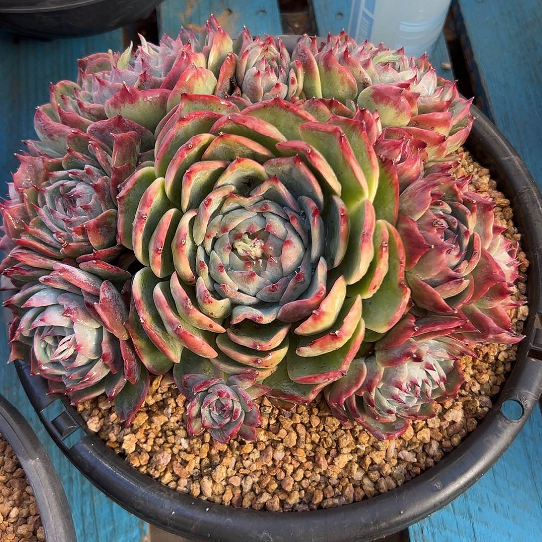 惊鸿仙子大捧花一物一拍