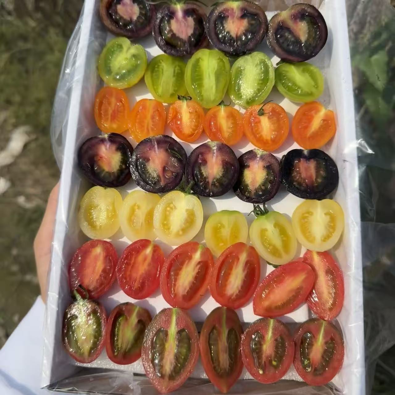 【顺丰包邮】多色小番茄混合装随机5种7种酸甜现摘现发西红柿