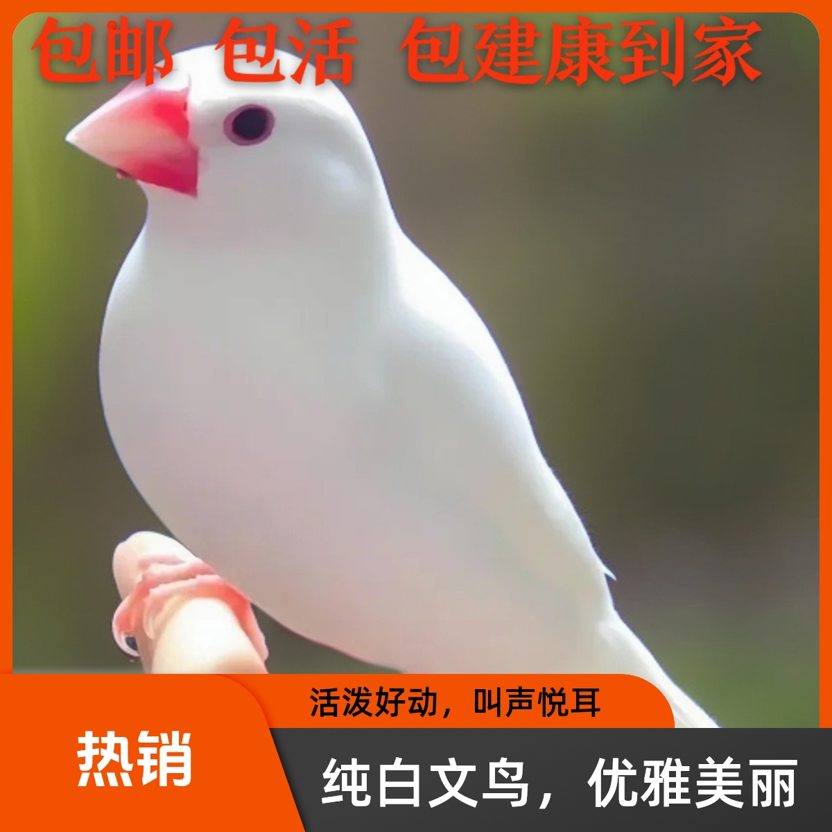 精品白文鸟活泼可爱叫声优雅