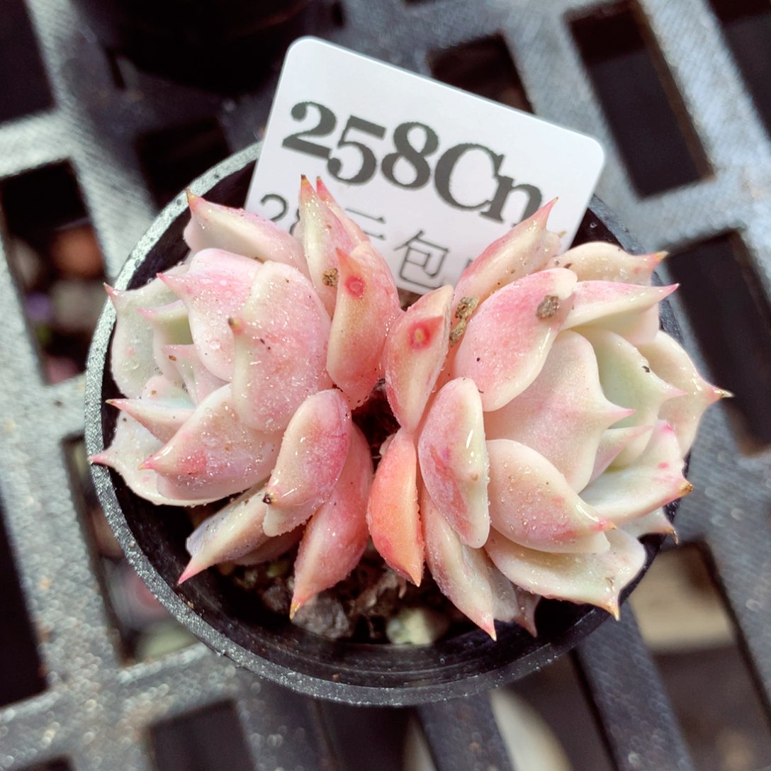 5厘米盆精控多肉258