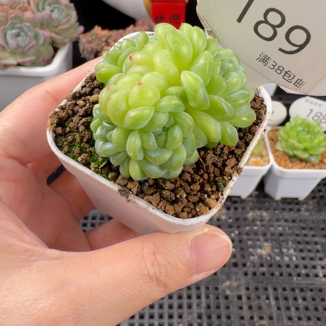 瑶瑶珍妮四头群189号