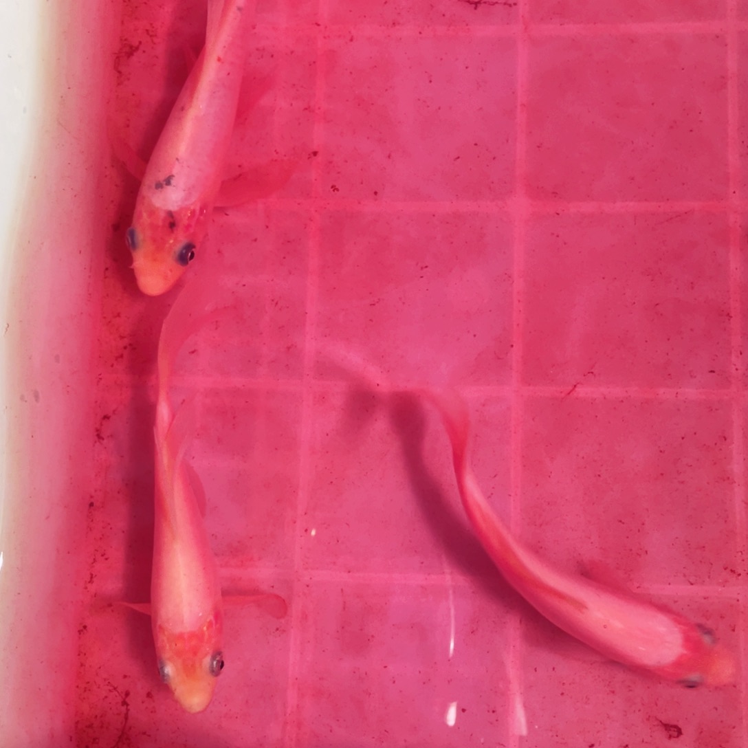 锦鲤锦鲤观赏鱼161888