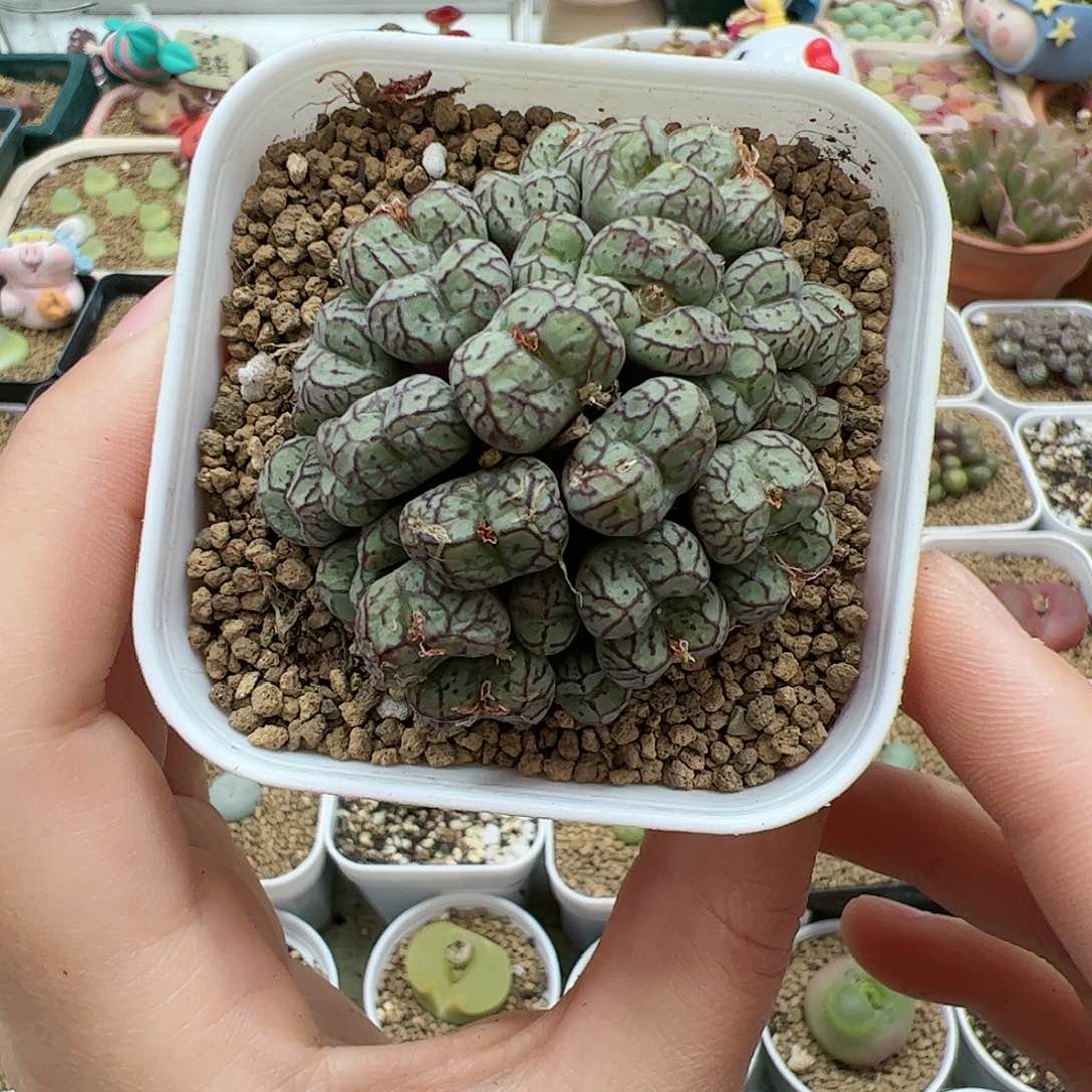 【闪购商品】45 猴