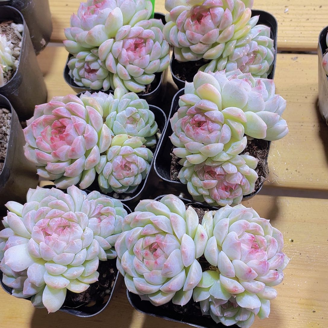 634号 糖心钻石白桃精品群一颗