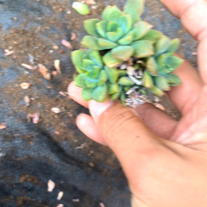 马库斯多头老苗，满5元包邮，