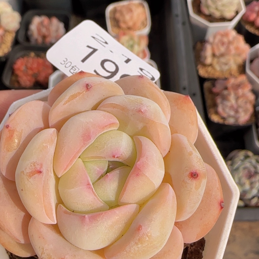 干冰单头一颗脱土发货