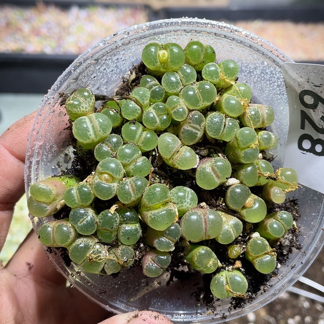 628当天凑满十八元包邮生石花