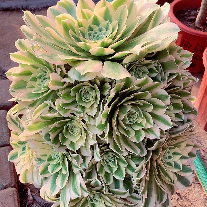 迈巴赫，多肉植物