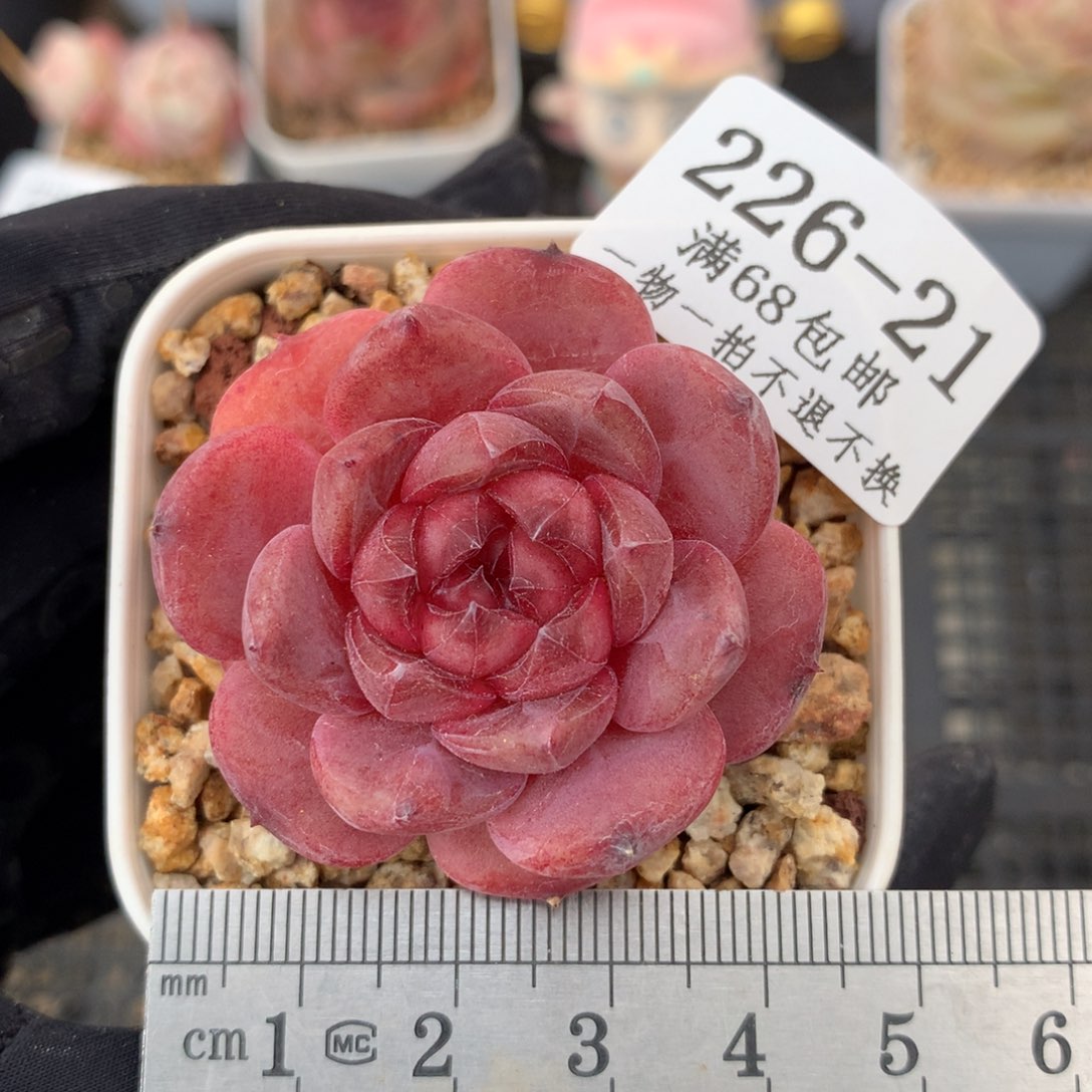 21。石榴心糖心冰魄。