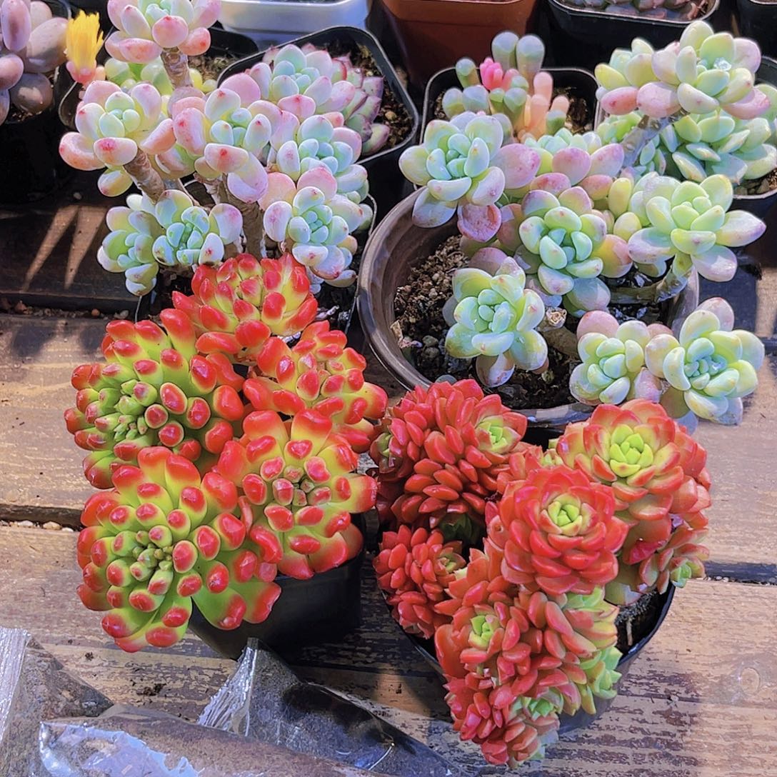 罗琦。劳尔群。红灯笼。爱泡泡