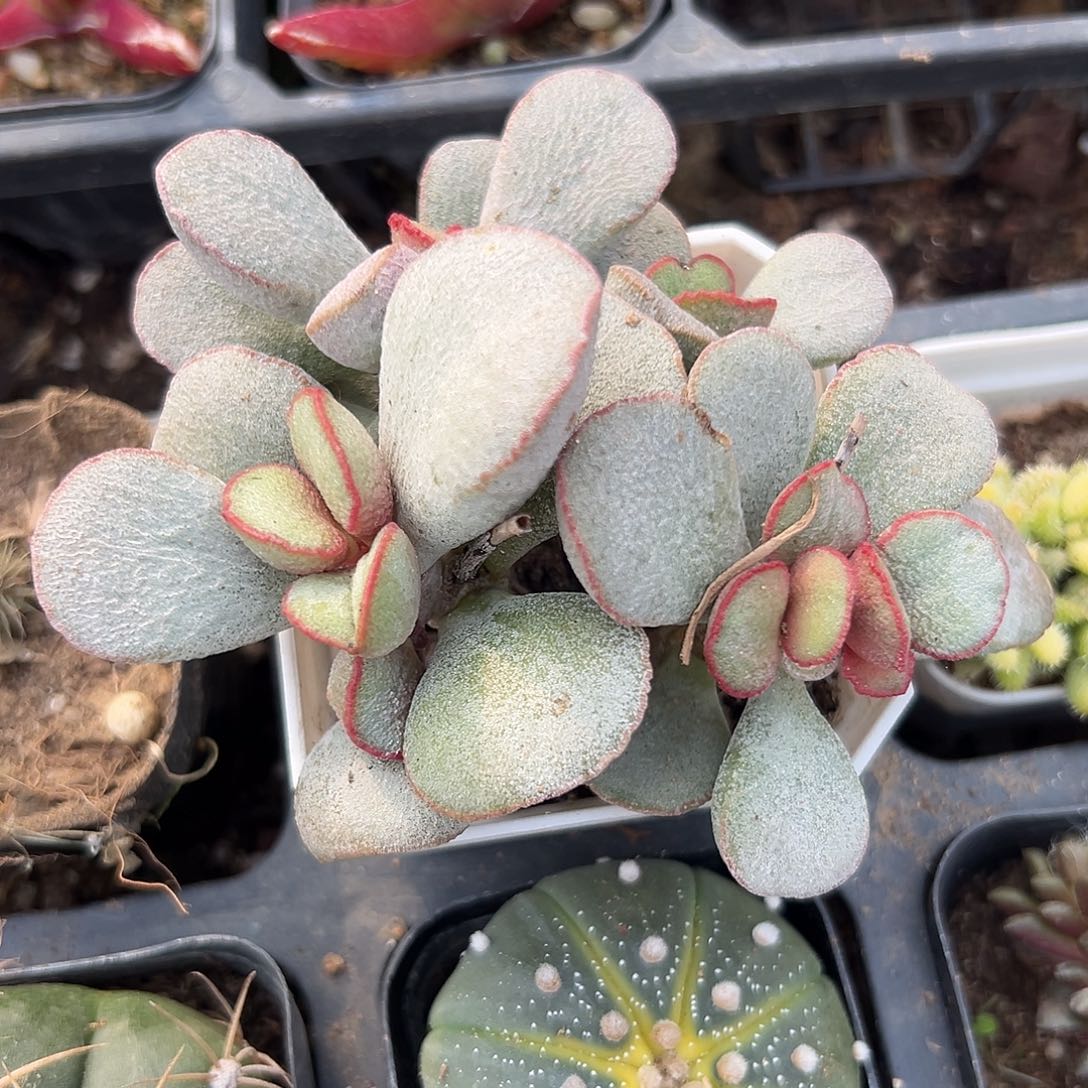 多肉植物春彩水泡