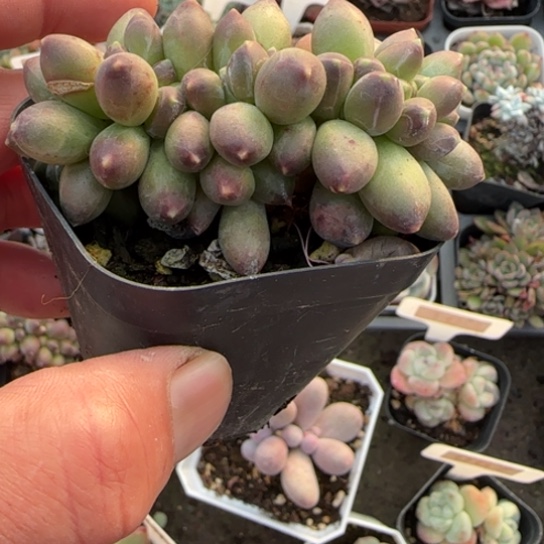185千代田缀多肉植物多