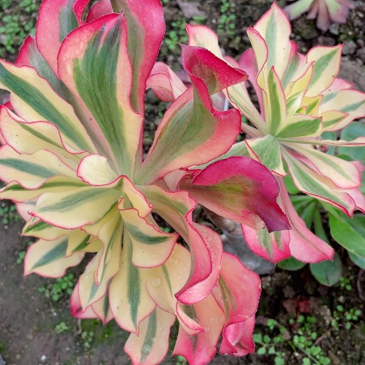 560魅影家里多肉12345678