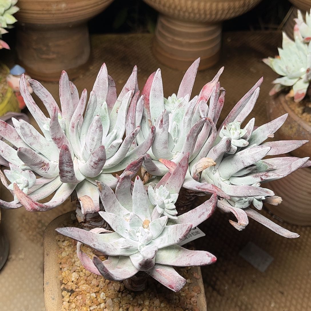 2429除霜仙女杯多肉