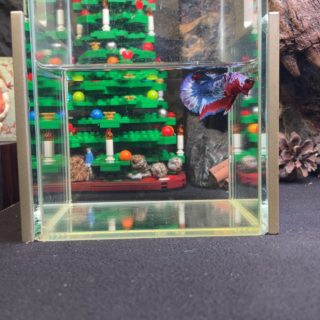 斗鱼十二月二十九日竞价