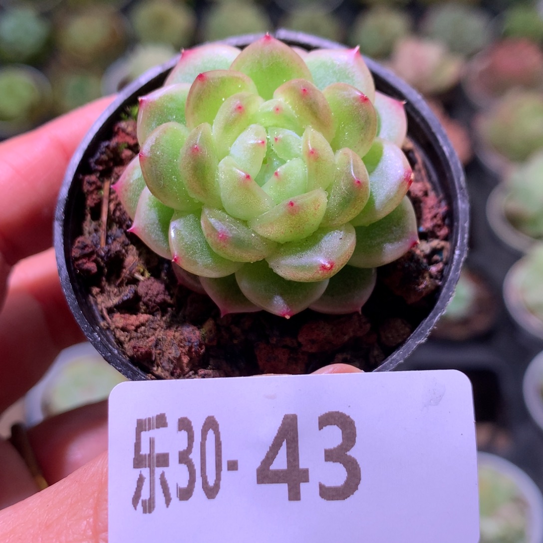 乐然30-43 新品珍妮 