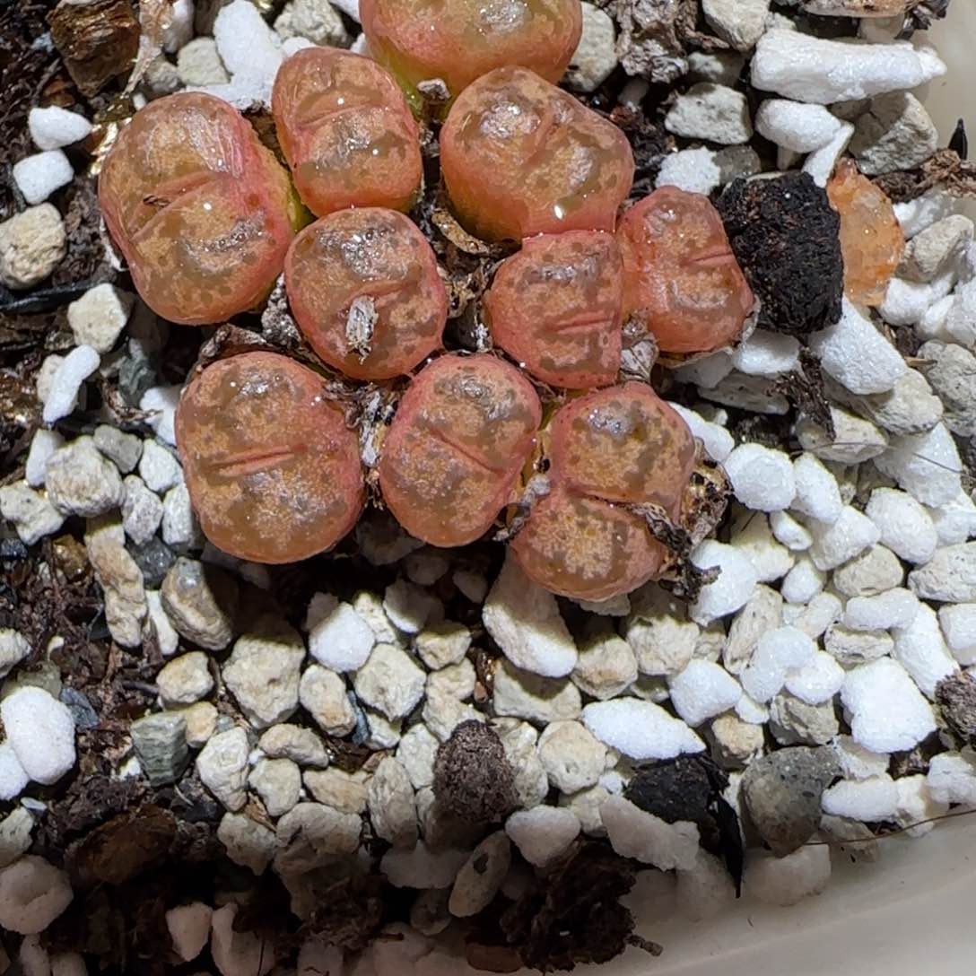 肉锥多肉植物百科-1638