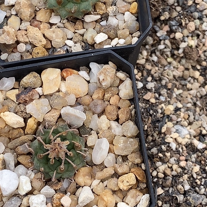 安德森两个福利福利娇丽