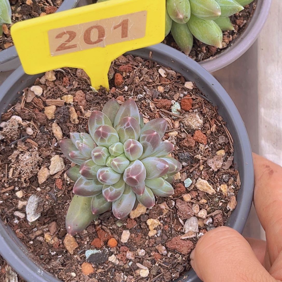 多肉植物申公豹201