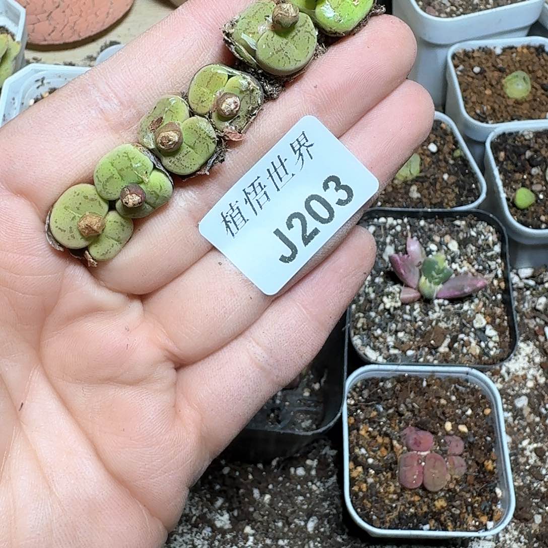 203盒多肉植物哇c