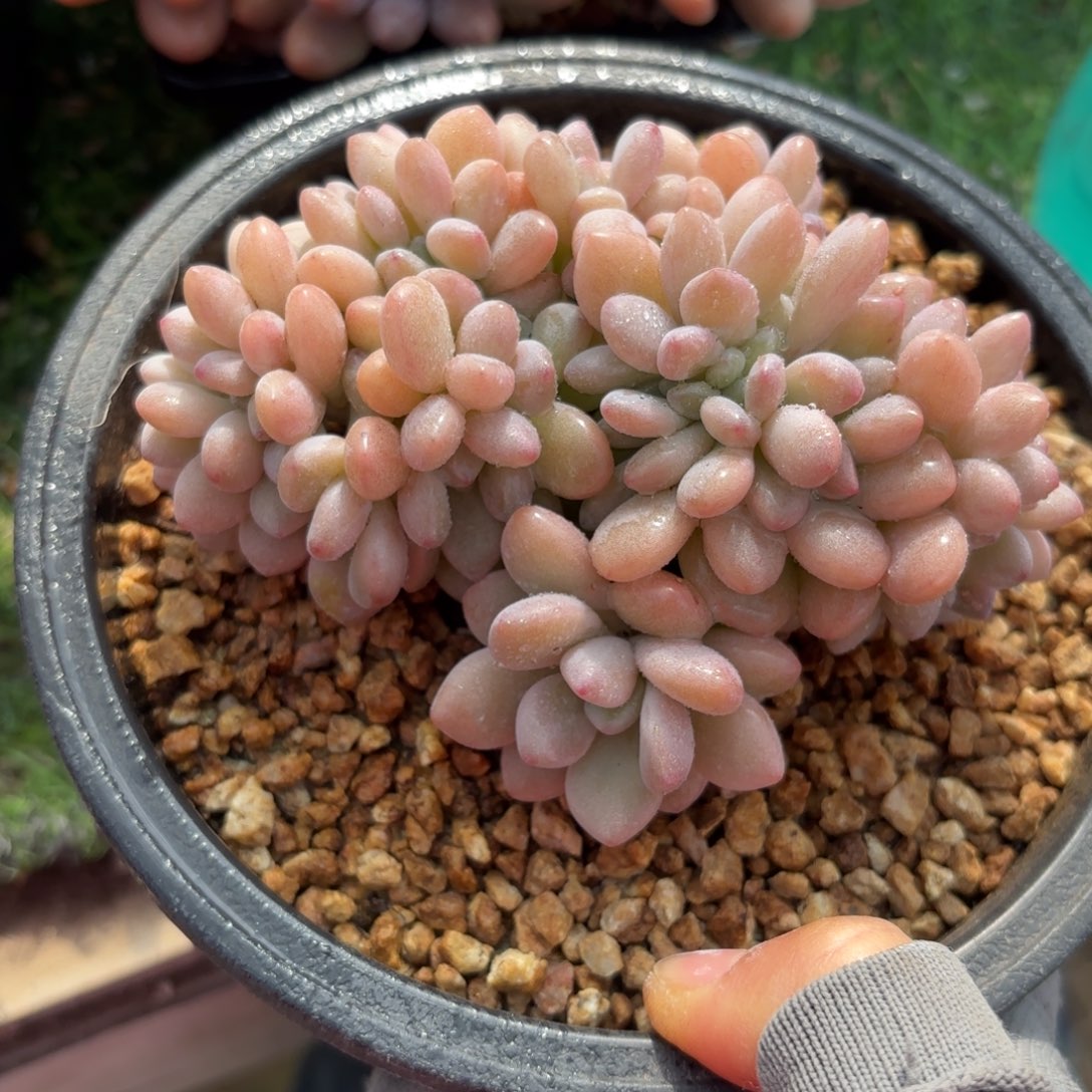 白鹭缀多肉8888888888889