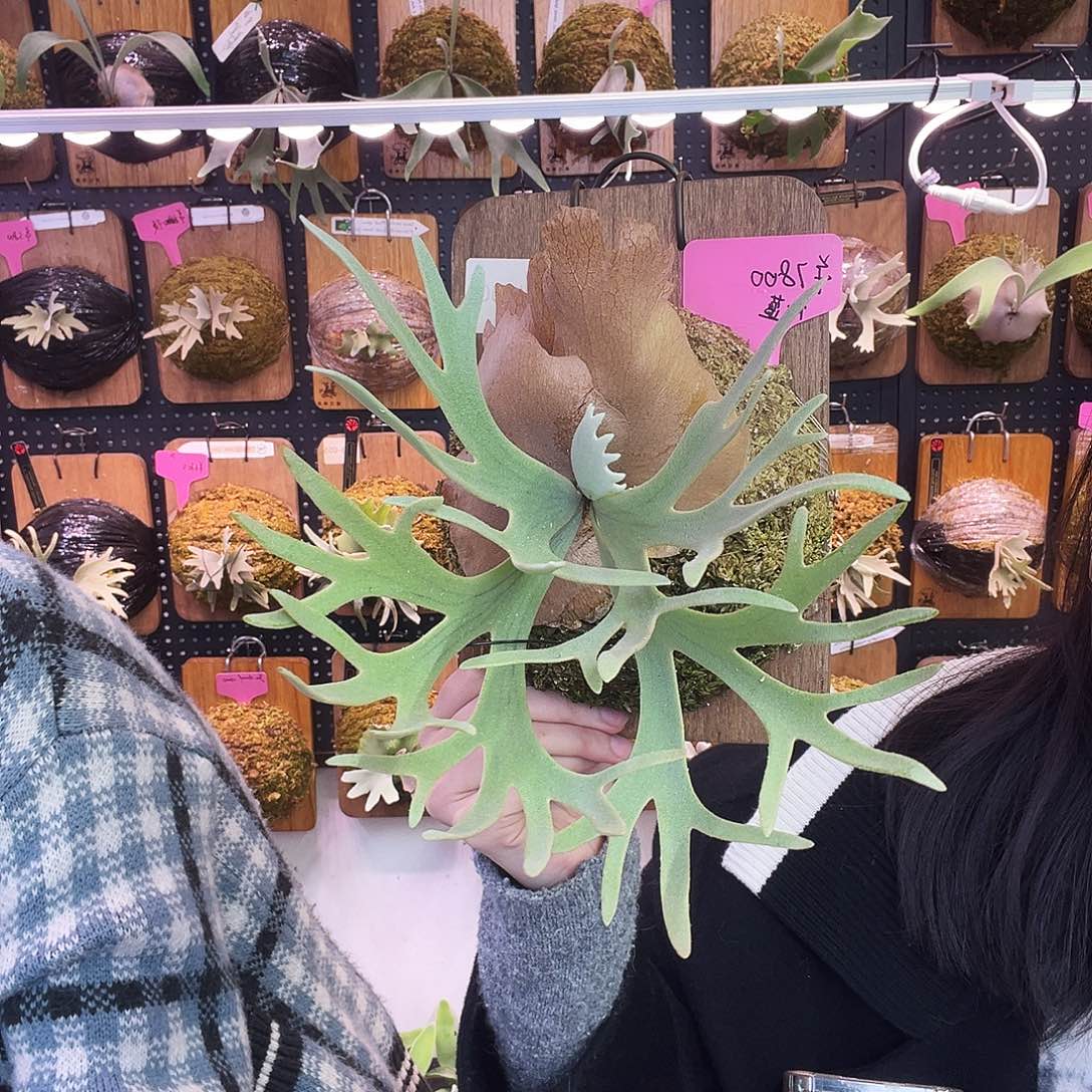 Nook黑牌侏儒蓝皇后