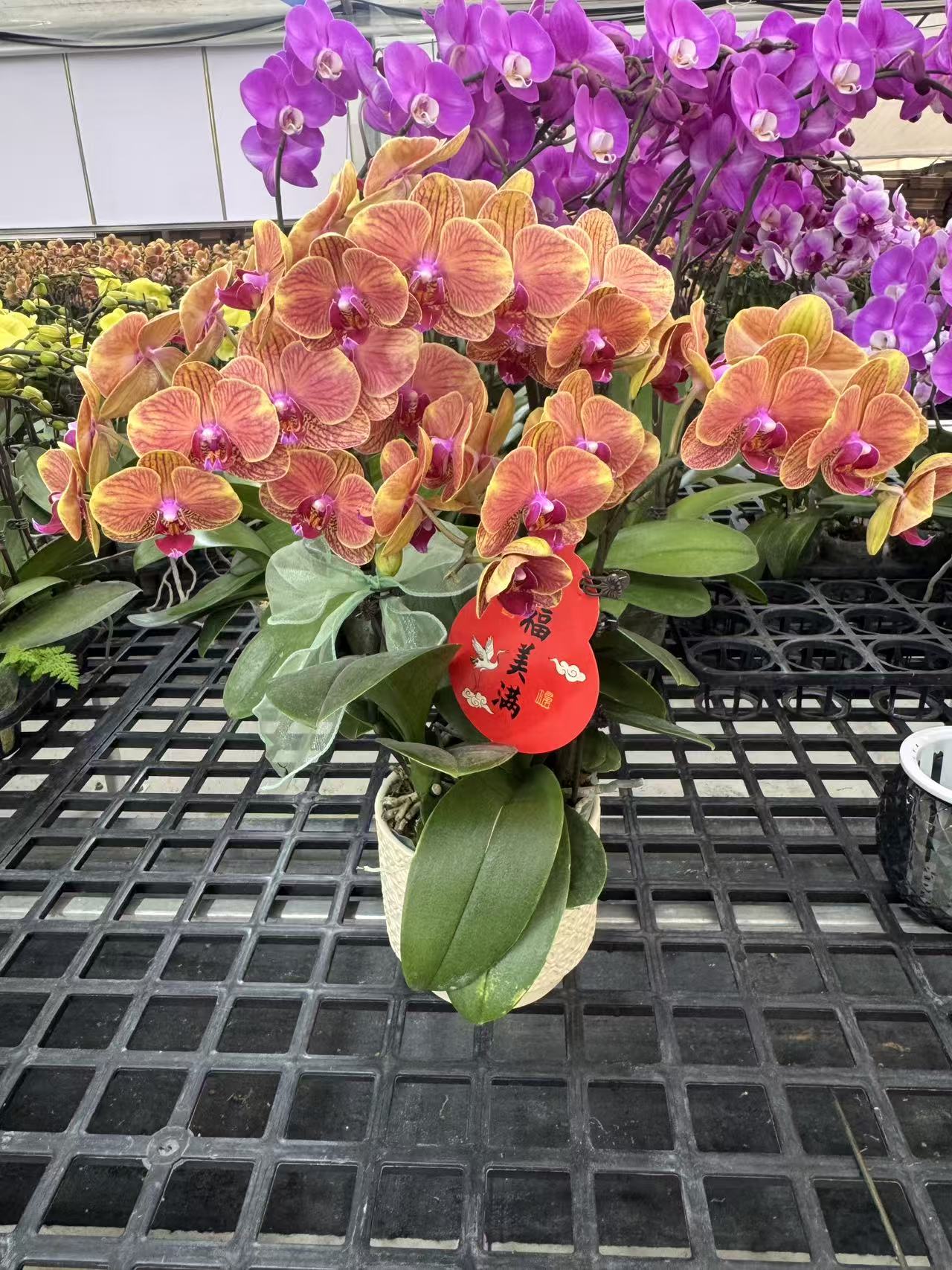 蝴蝶兰【吉利4】鲜花盆栽室内观赏花花佛山基地直发好养易活