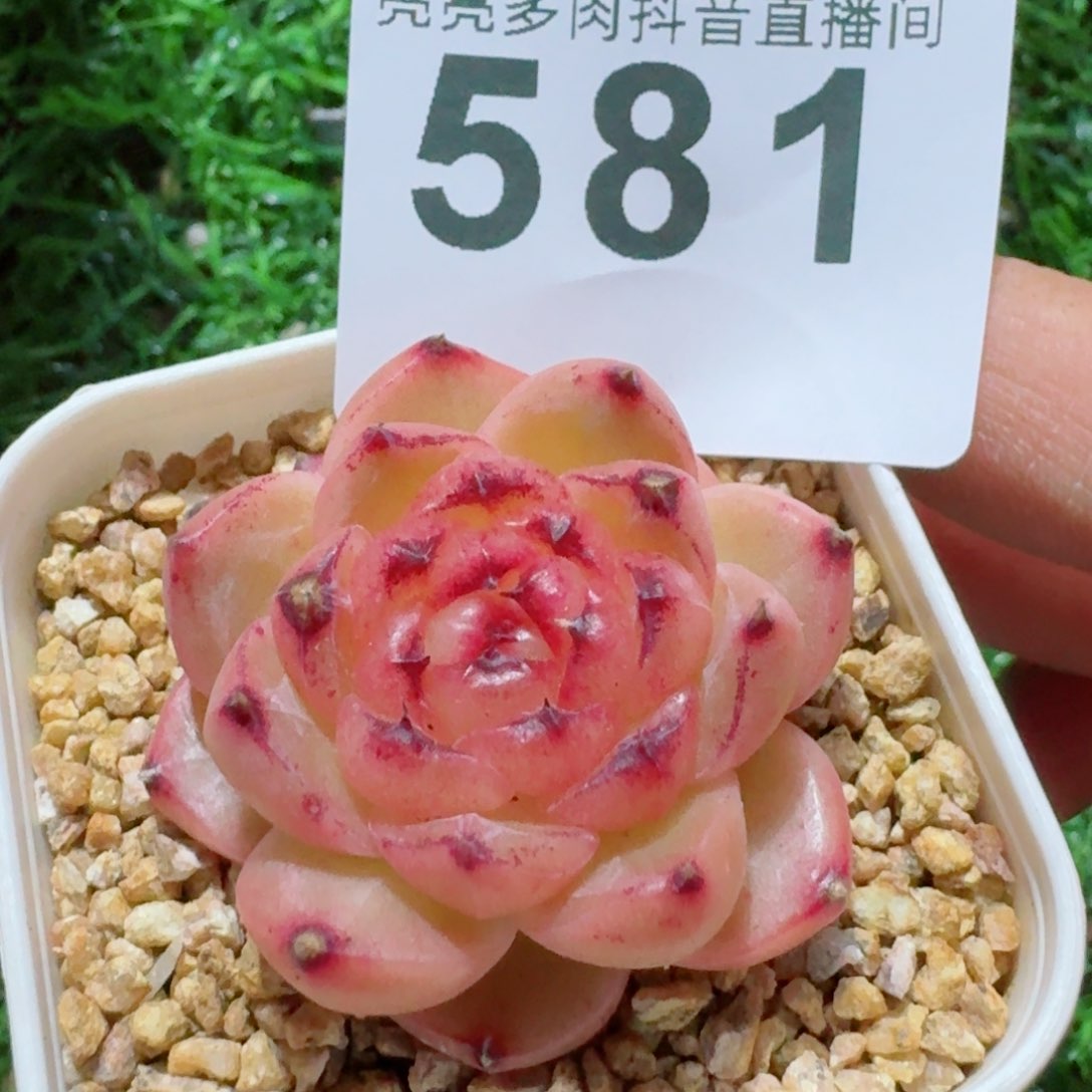 熊猫         精品多肉