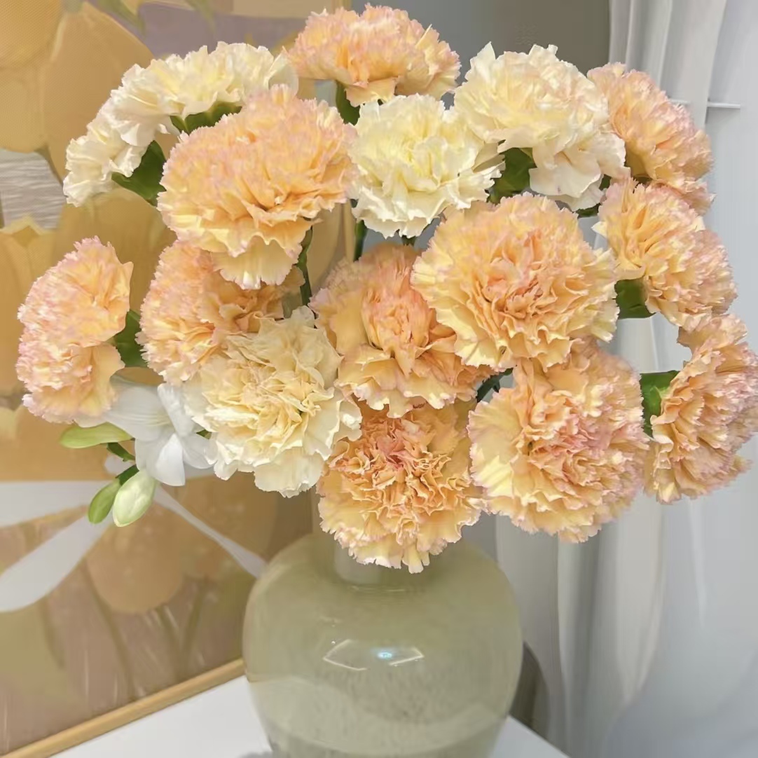 15枝可可西里单头康乃馨 生花苞要养开 (两单发顺丰或京东快递)