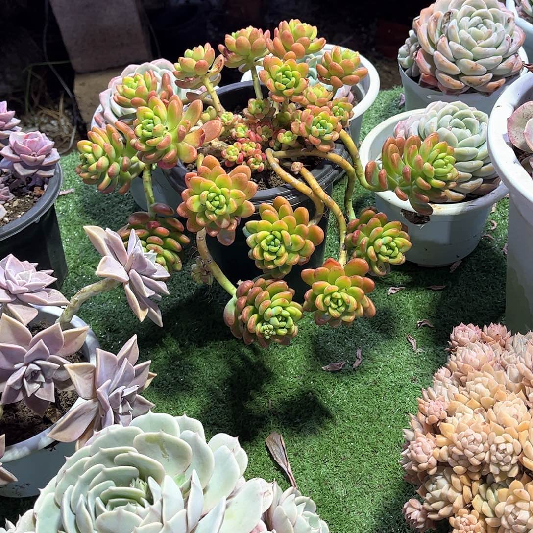 竹*香格里拉多肉植物59