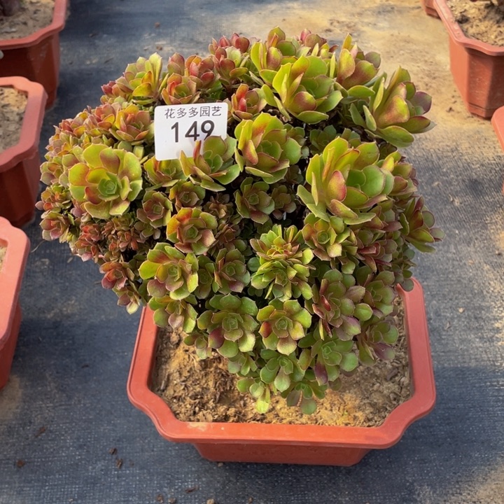 149号柠檬玫瑰朵朵微瑕