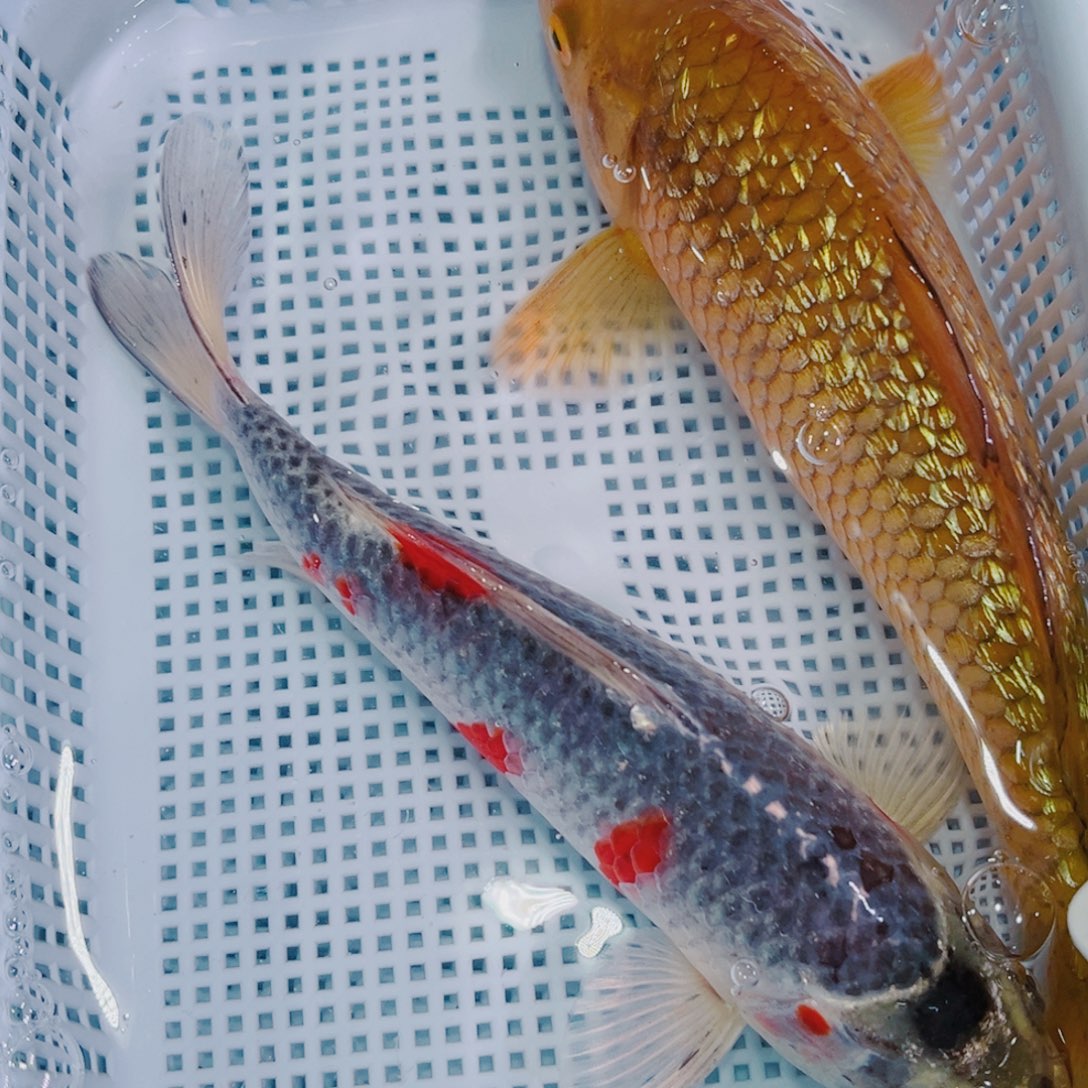 锦鲤锦鲤冷水鱼观赏130