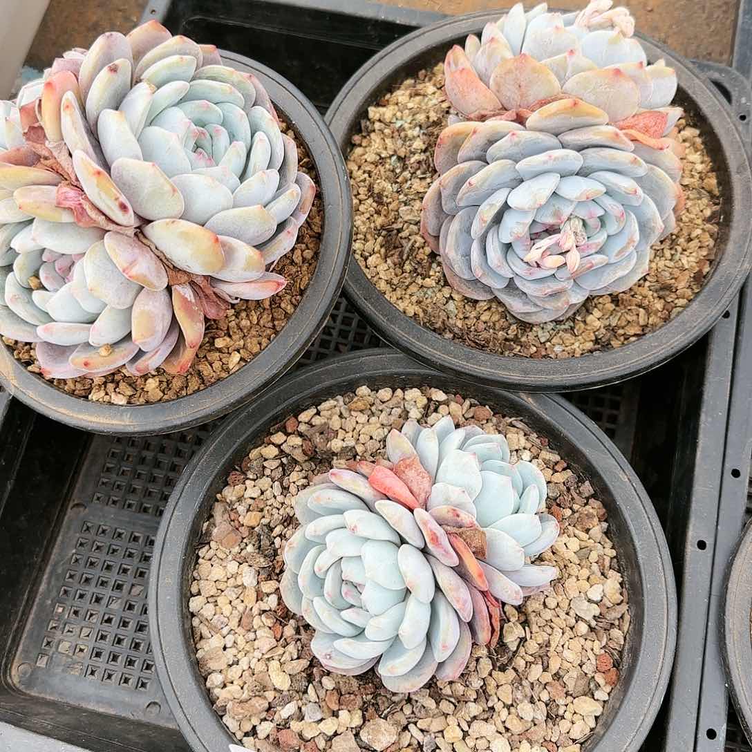 梦露，3个一组38.8，096号