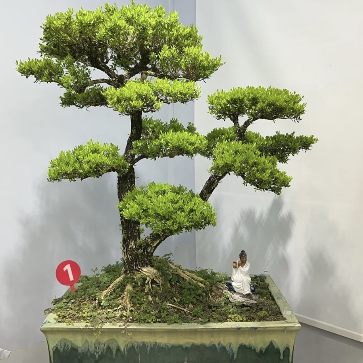 广东皱皮雀舌黄杨室内外高端盆栽绿植盆景四季常青可种植黄杨盆景