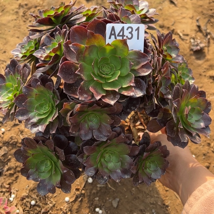 黑魔多肉植物431.