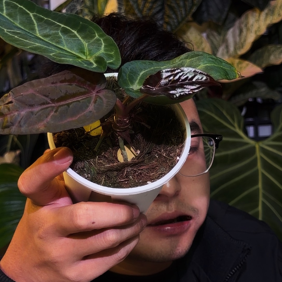 完全开放P143织梦者杂紫水晶