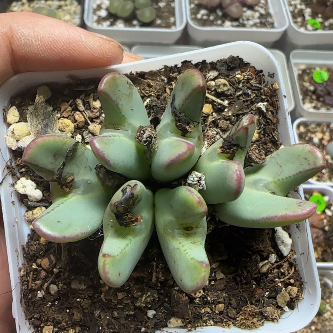 漂漂亮亮多肉植物60