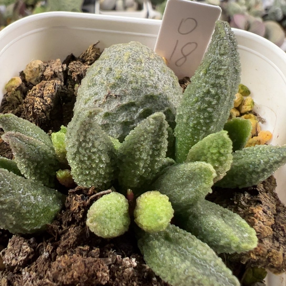 w八爪鱼造型实生新品